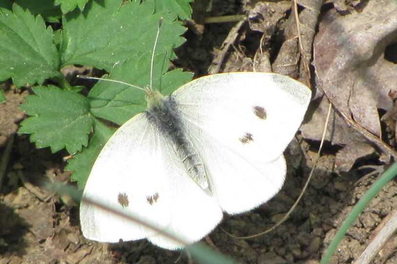 Pieris rapae